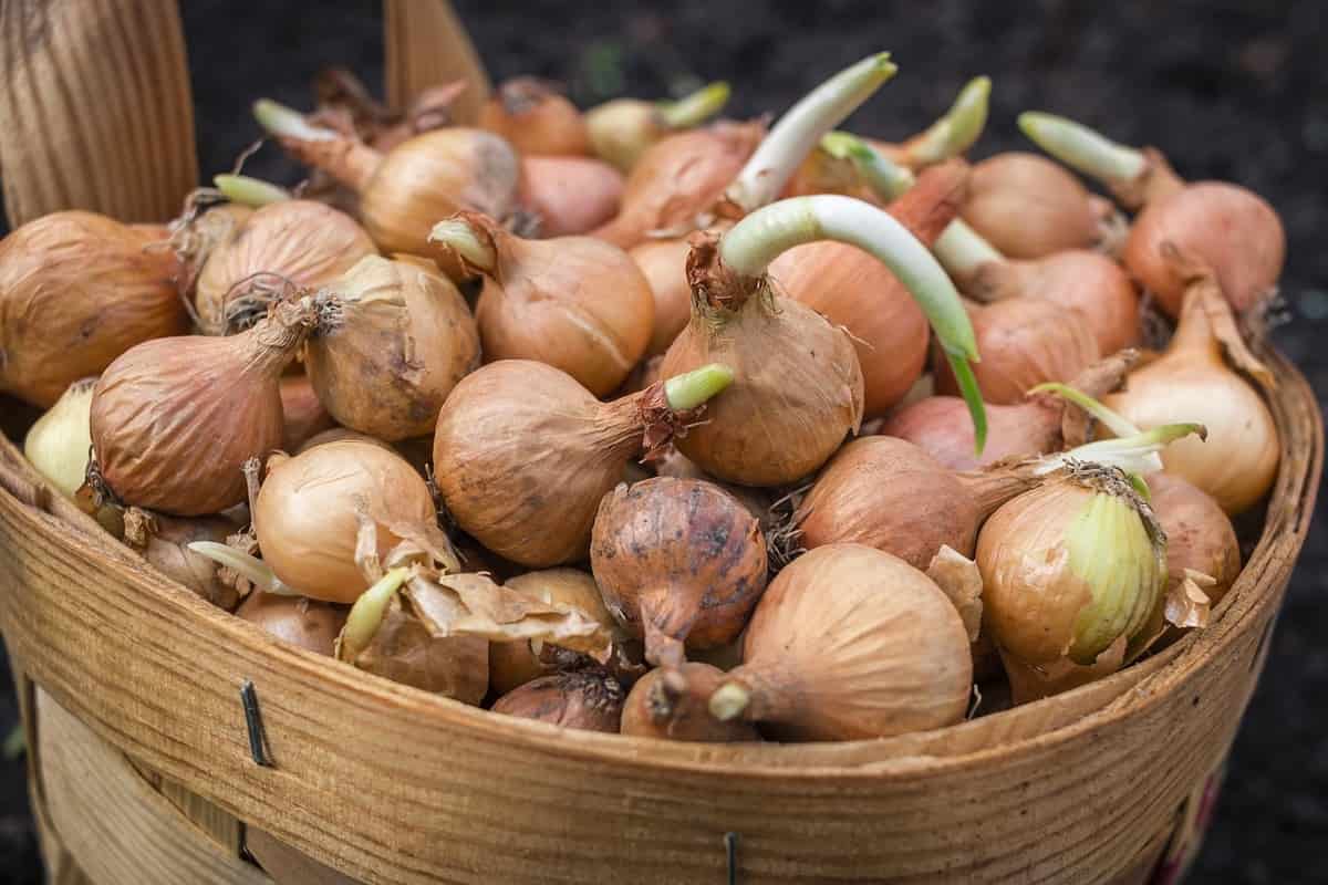 Cipolle germogliate in un cesto