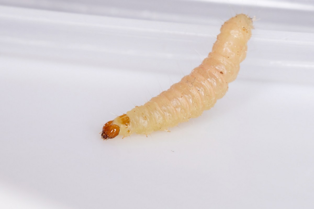 Larva bianca